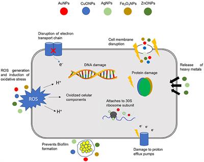 Antimicrobial Activity of Metal and Metal‐Oxide Based Nanoparticles